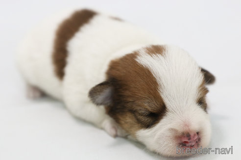 成約済の神奈川県のジャックラッセルテリア-305794の4枚目